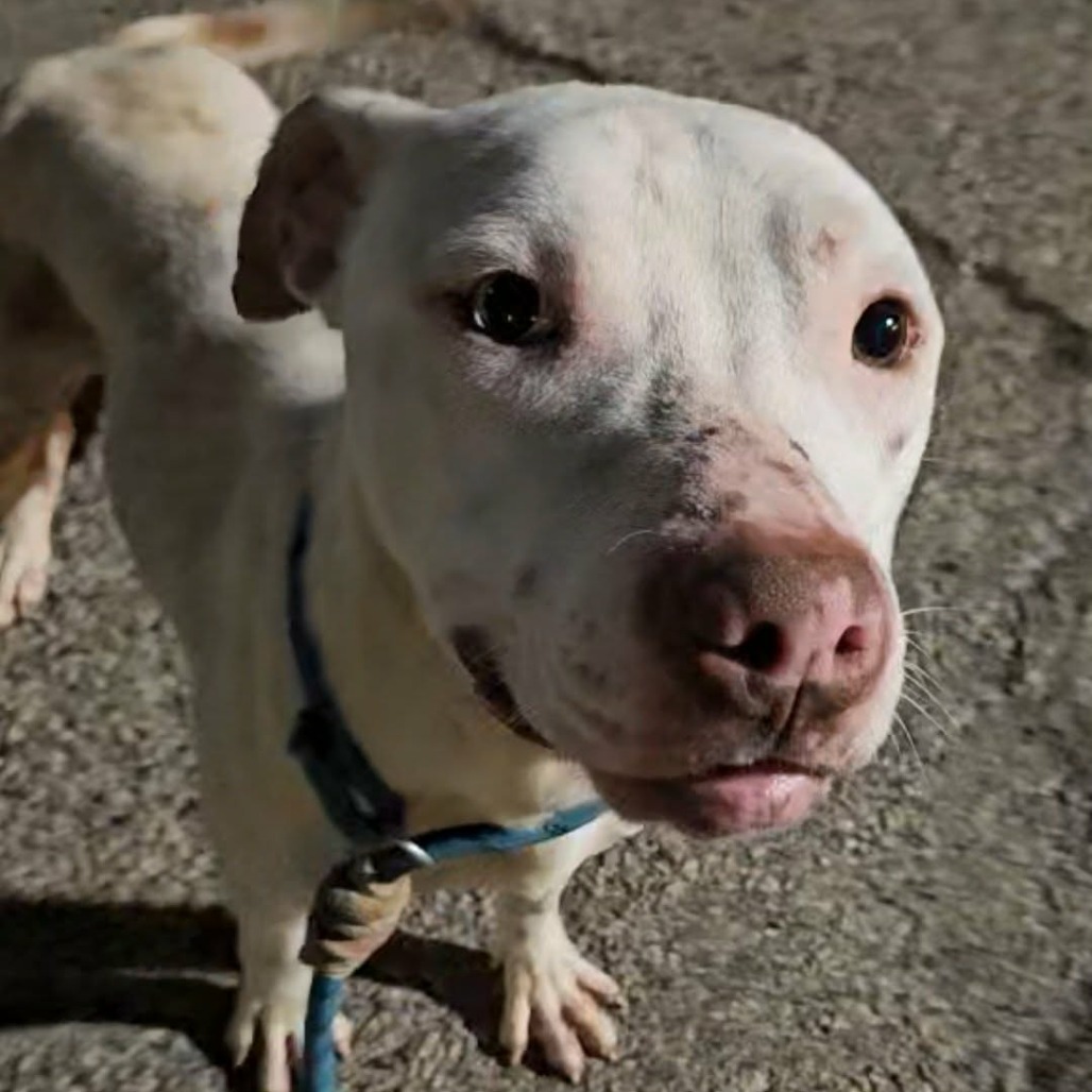 Snoopy — thumbnail 5