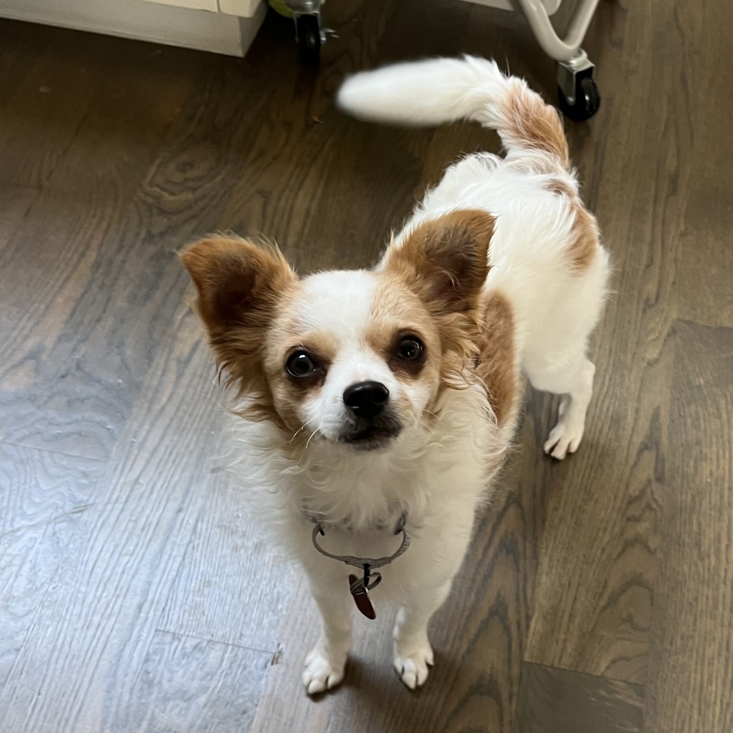 TATER TOT, photo 2