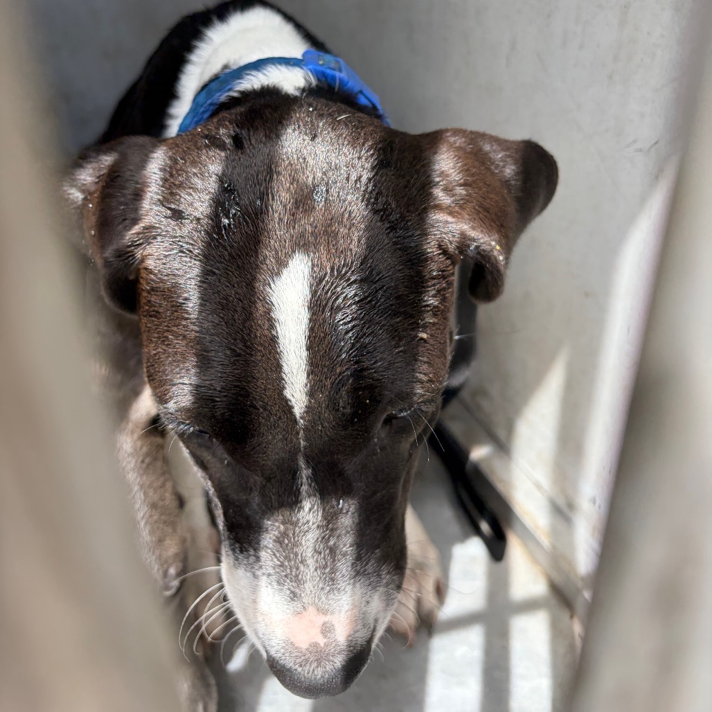 DIXIE - Terrier, American Staffordshire / Mixed Breed (Large) available for adoption