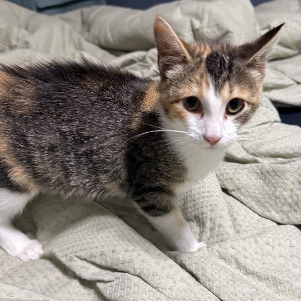 Jellybean, an adoptable cat