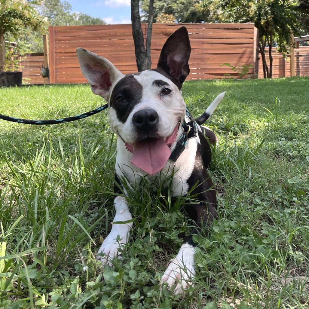 MOON PIE - Terrier / American Pit Bull available for adoption