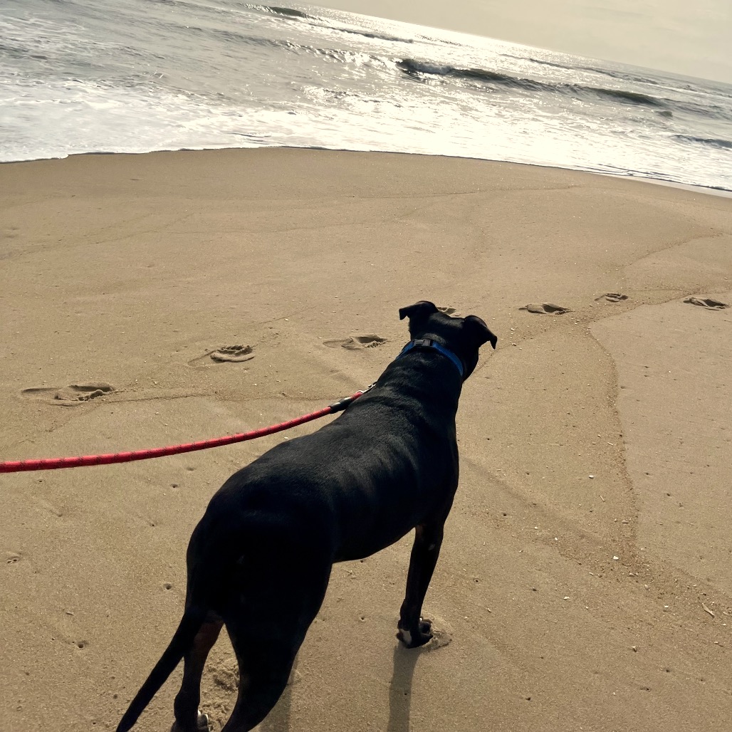 Bowser, photo 35