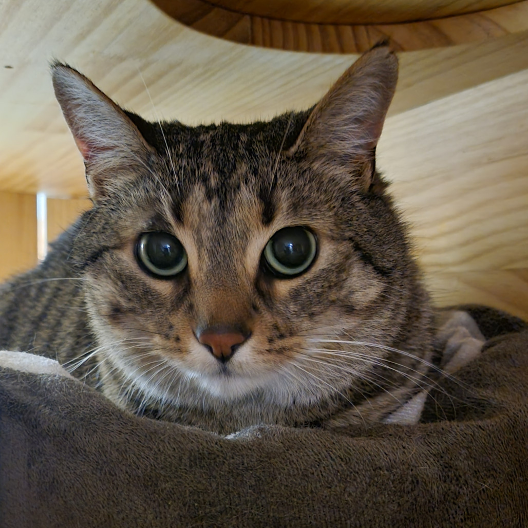 Abi -super affectionate, an adoptable cat