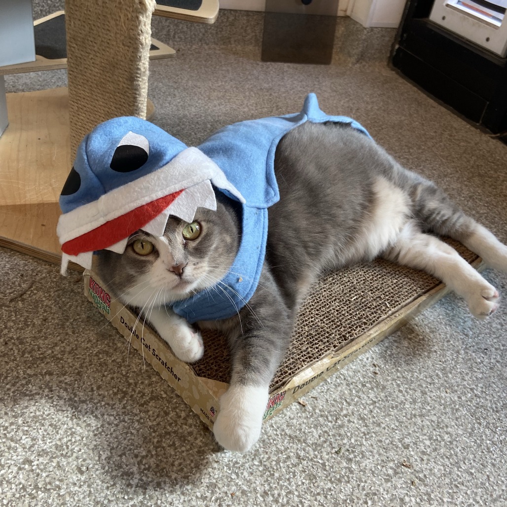 BASIL - Domestic Shorthair available for adoption