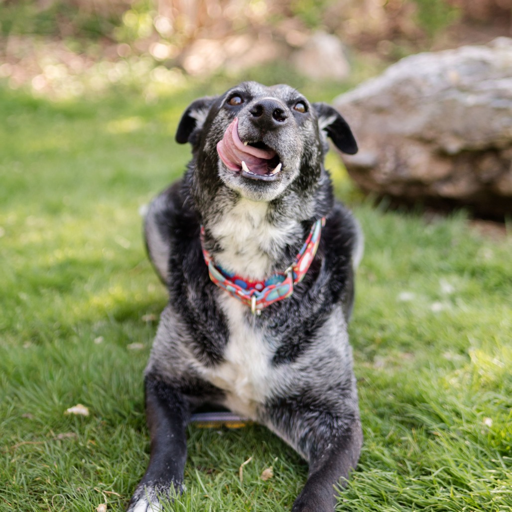 Rocky, photo 2