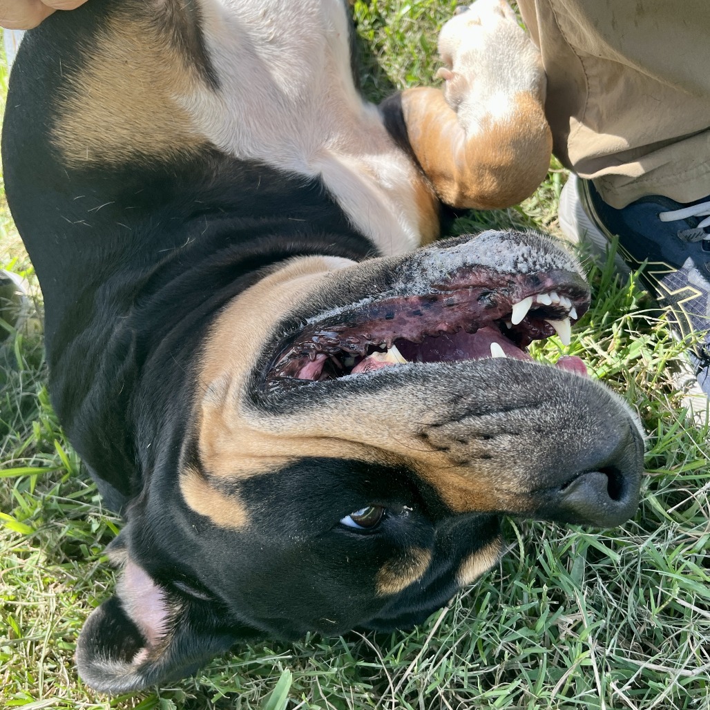FARLEY - Rottweiler / Retriever, Black Labrador available for adoption