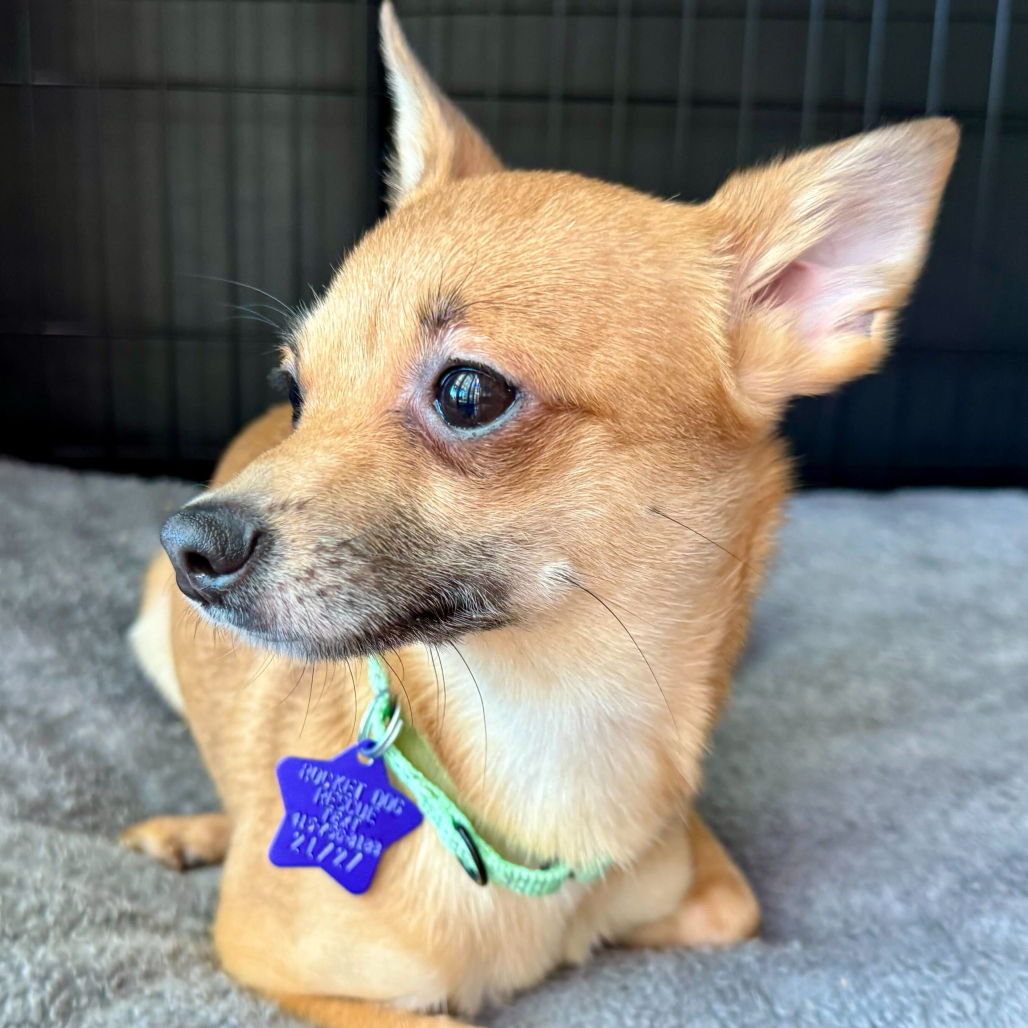 Poppy — thumbnail 2