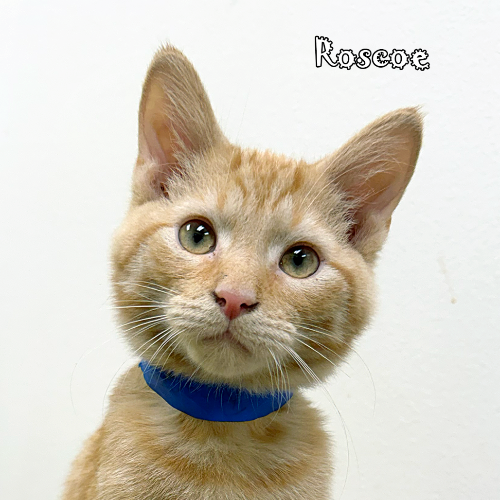 Roscoe, an adoptable cat