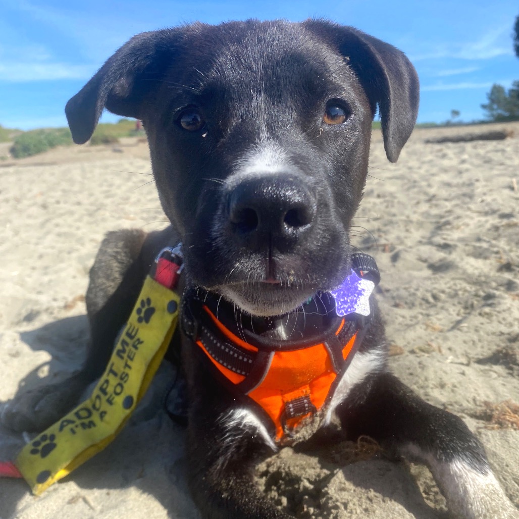 Finn — thumbnail 4