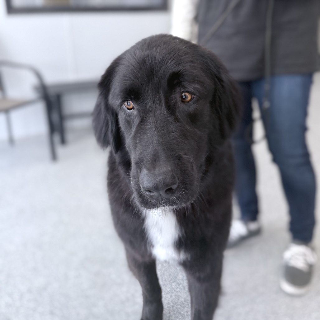Scout, photo 15
