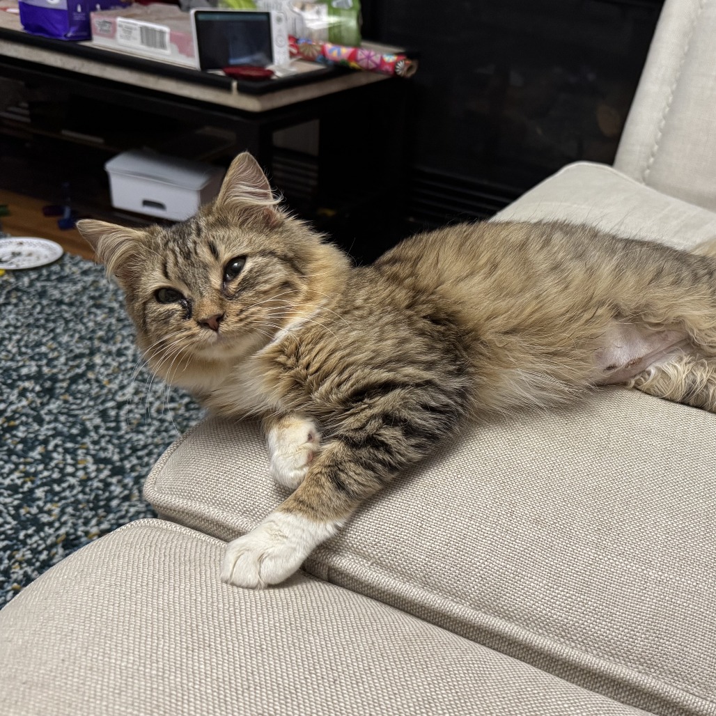 Moxie — thumbnail 2