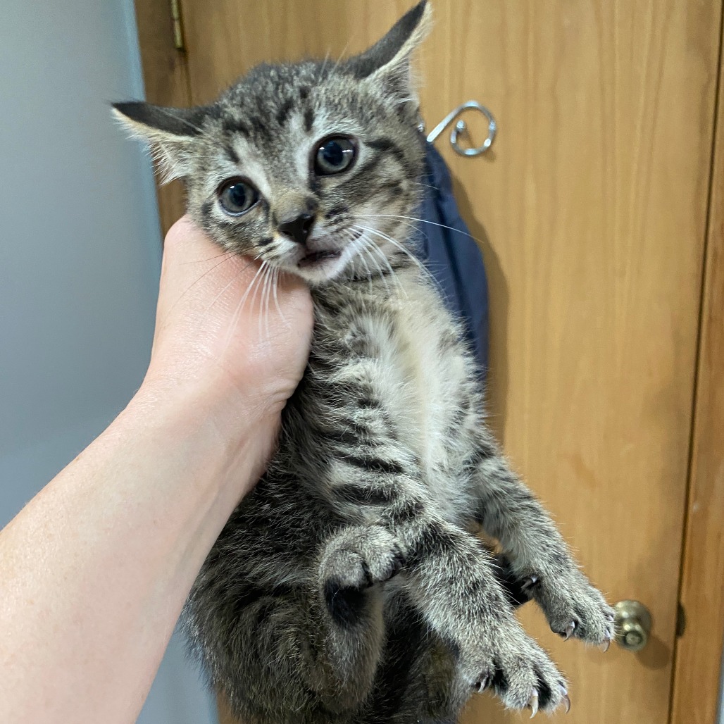 Mia (k2026), photo 2