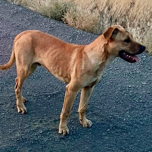 Biscuit