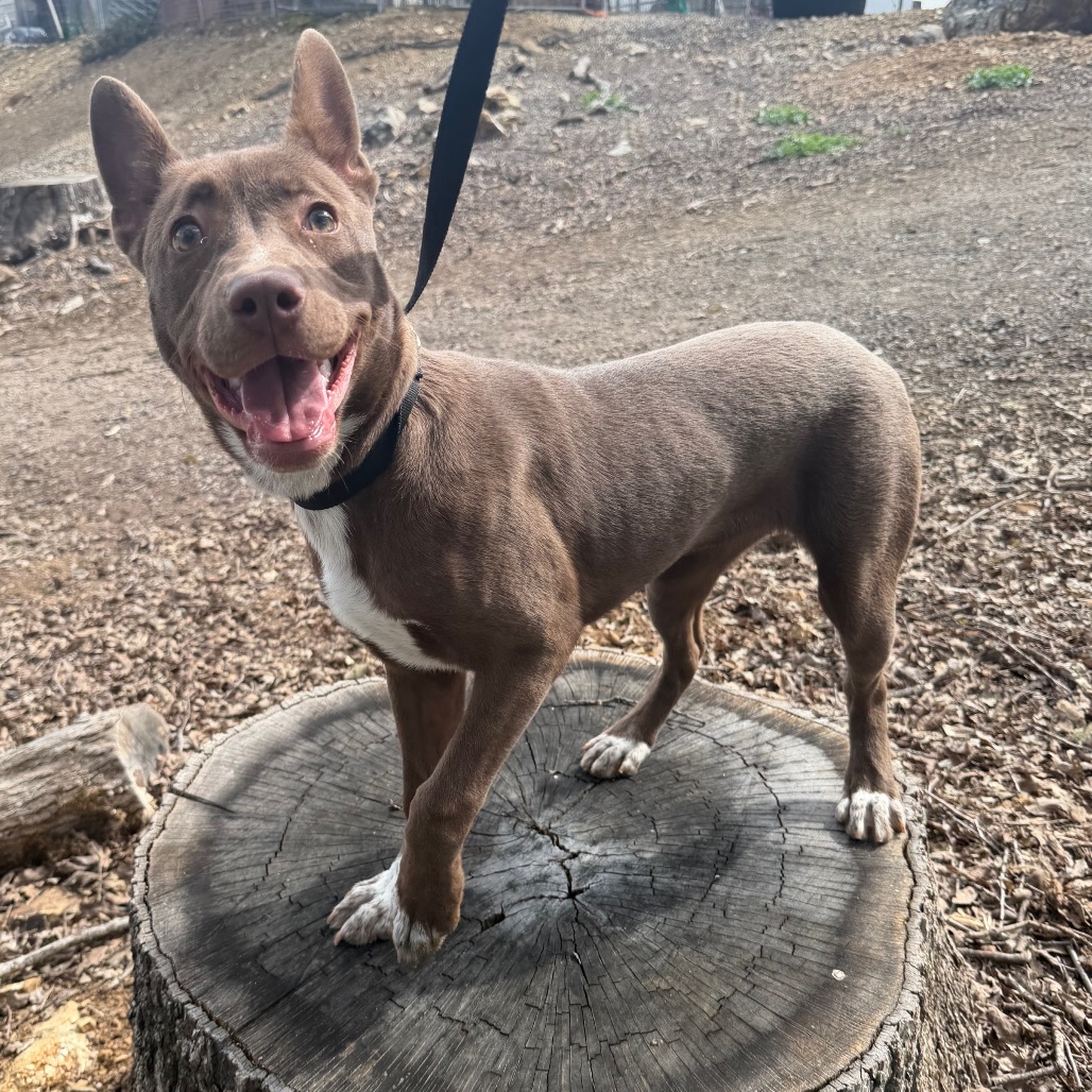 Kennel#3 Molly's preview photo