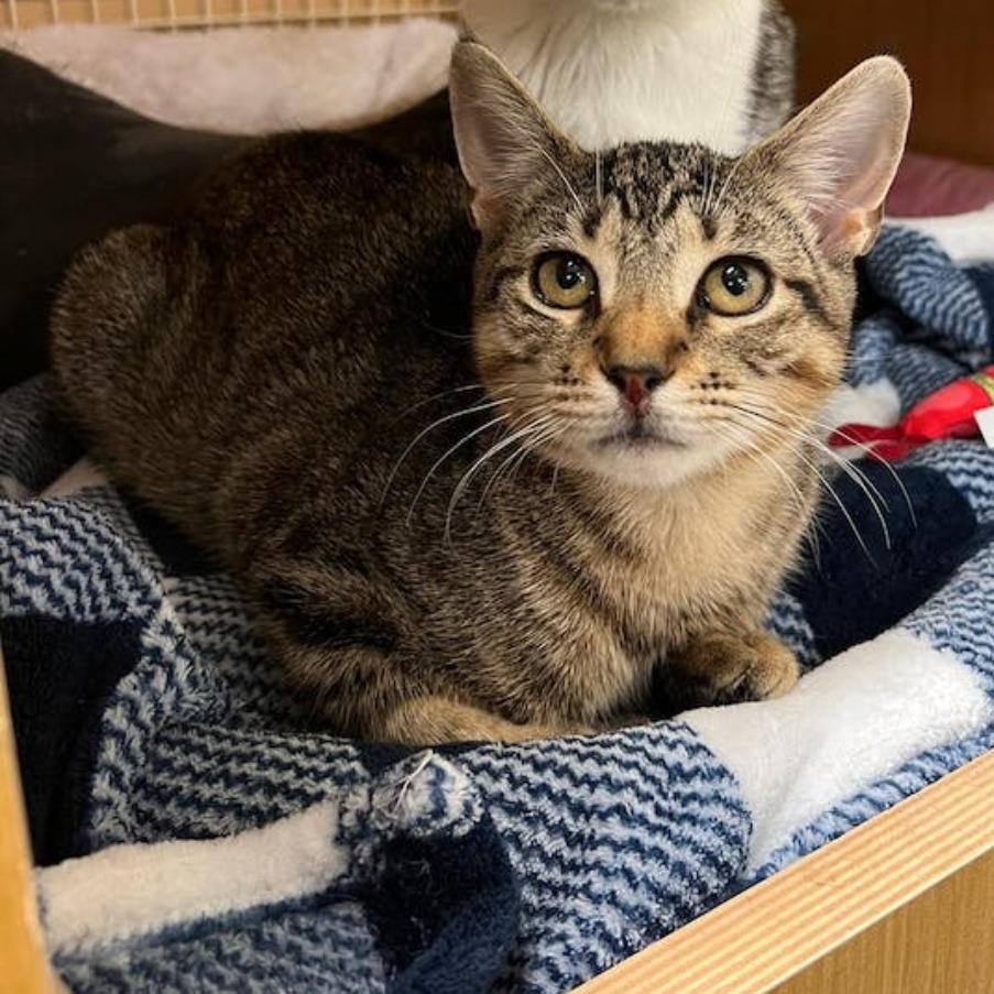 How Much is Cat Adoption in NYC: Affordable Costs Revealed