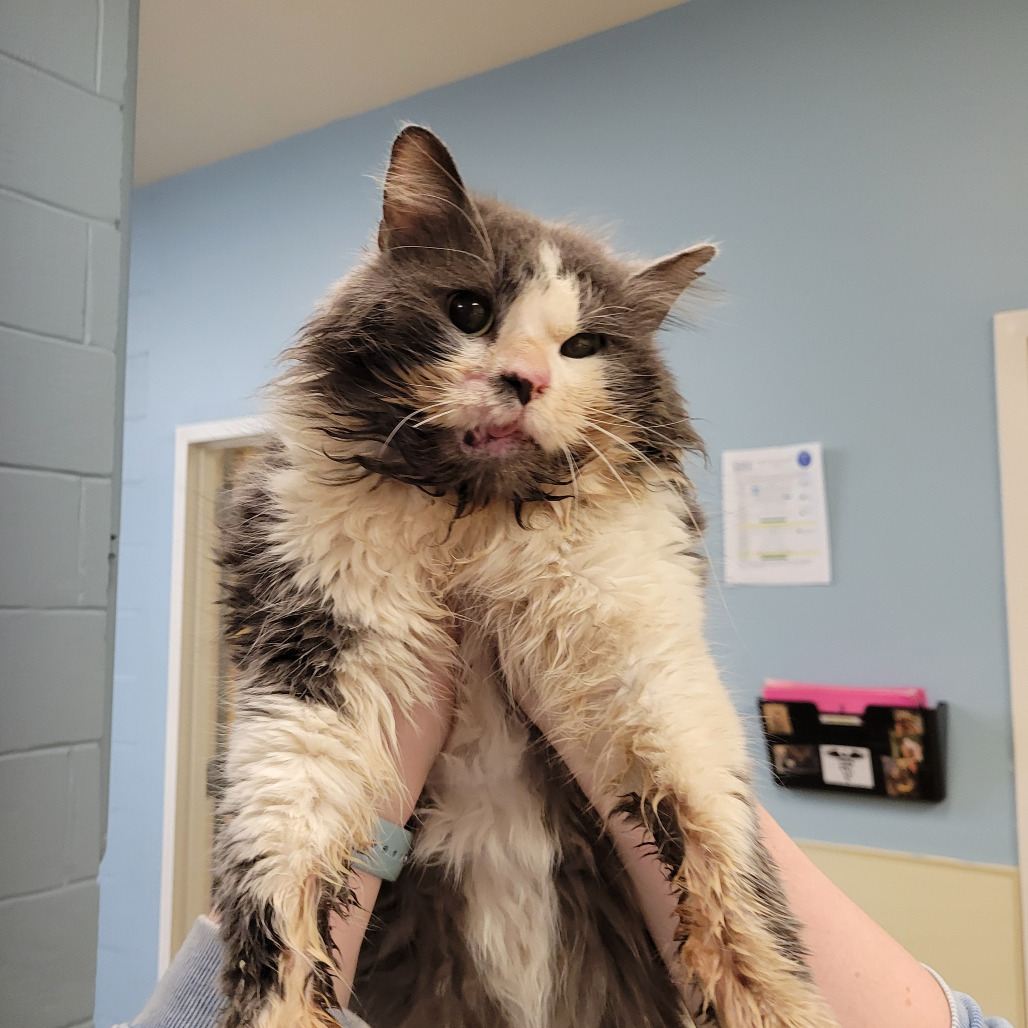 Crimson — thumbnail 3