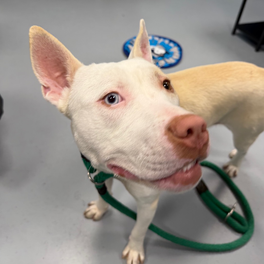 Snowball — thumbnail 5