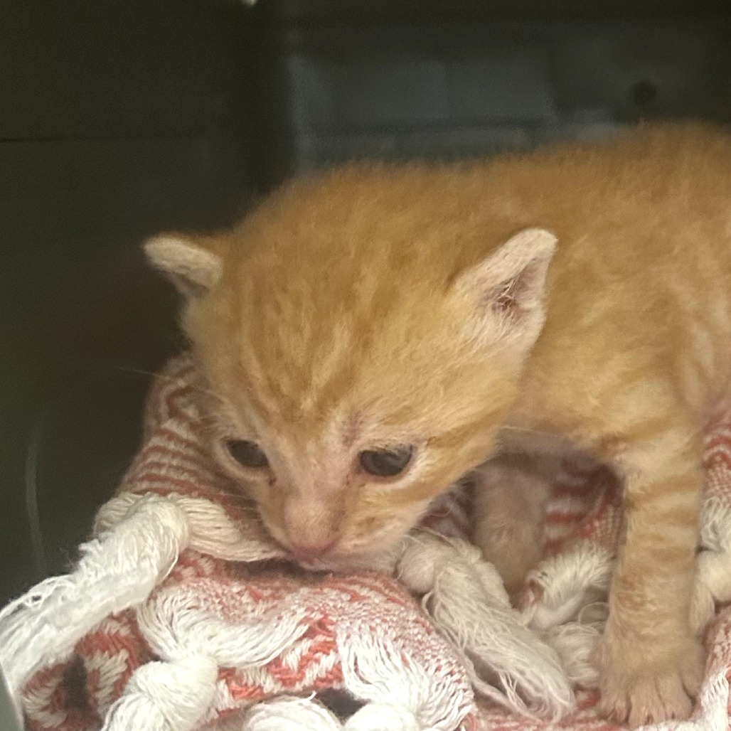 TIGER - Domestic Shorthair available for adoption