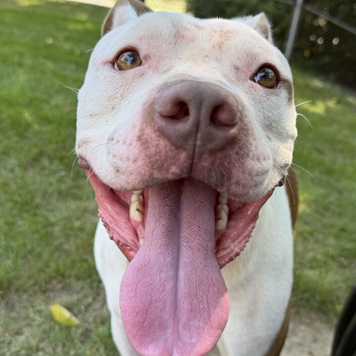 ARNOLD - Bulldog / American available for adoption