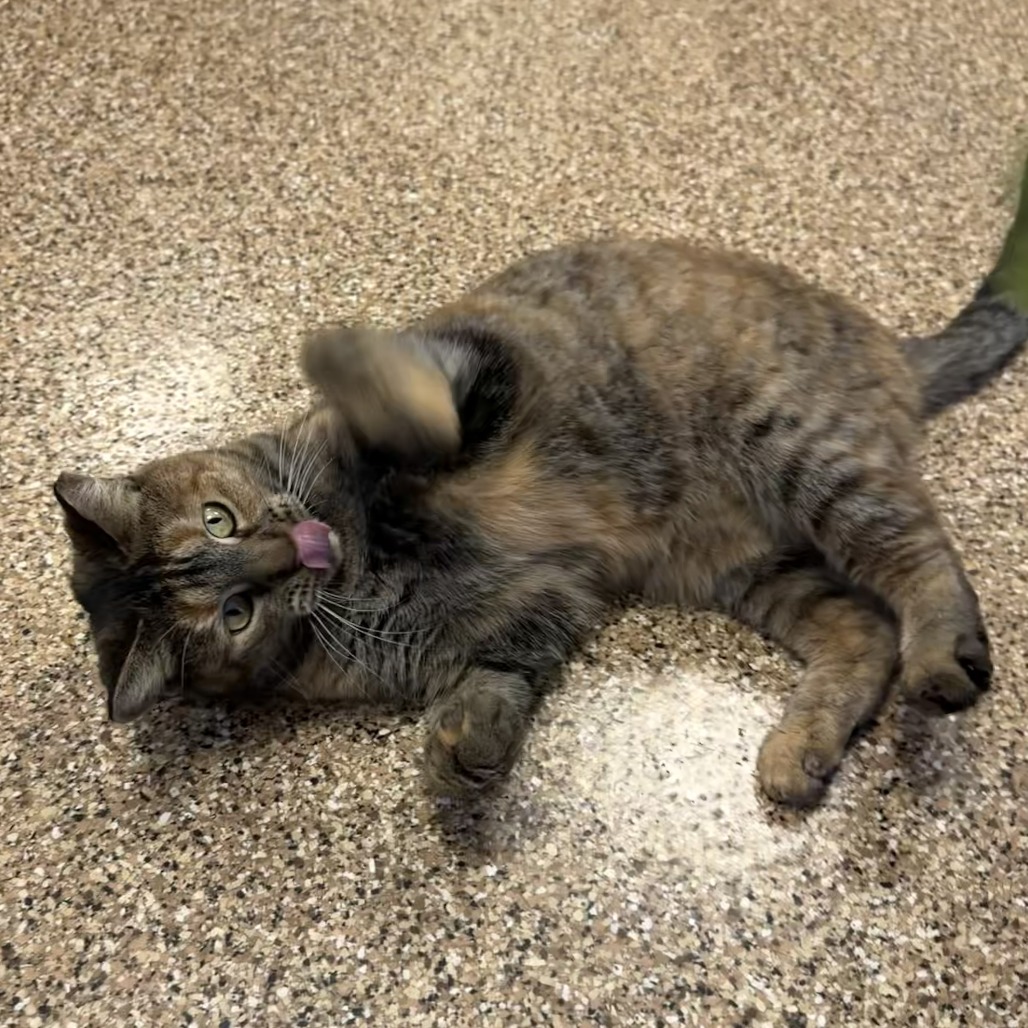 BINDI - Domestic Shorthair available for adoption