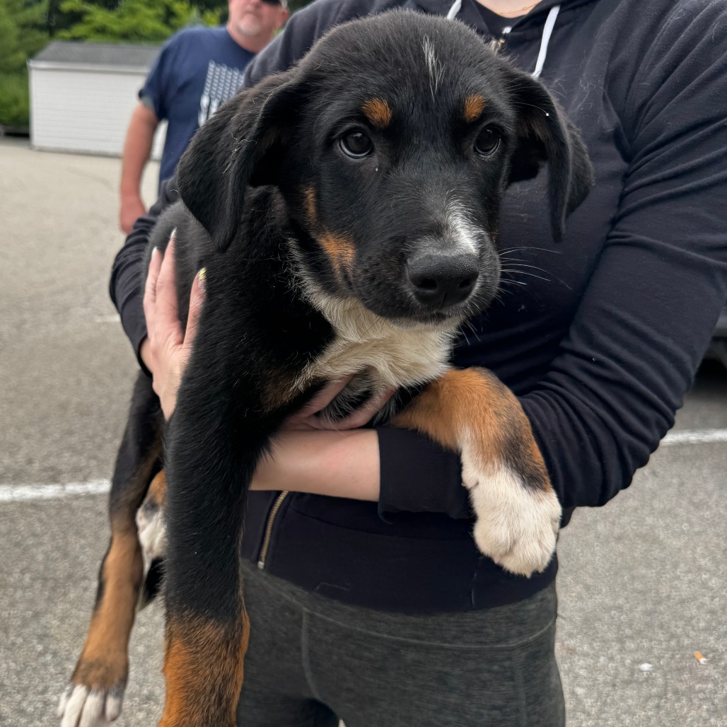 NY Johnny (Foster in Holmes NY)