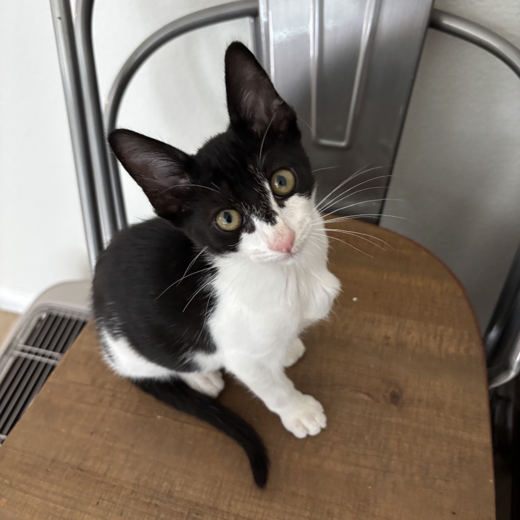EENY - Domestic Shorthair available for adoption