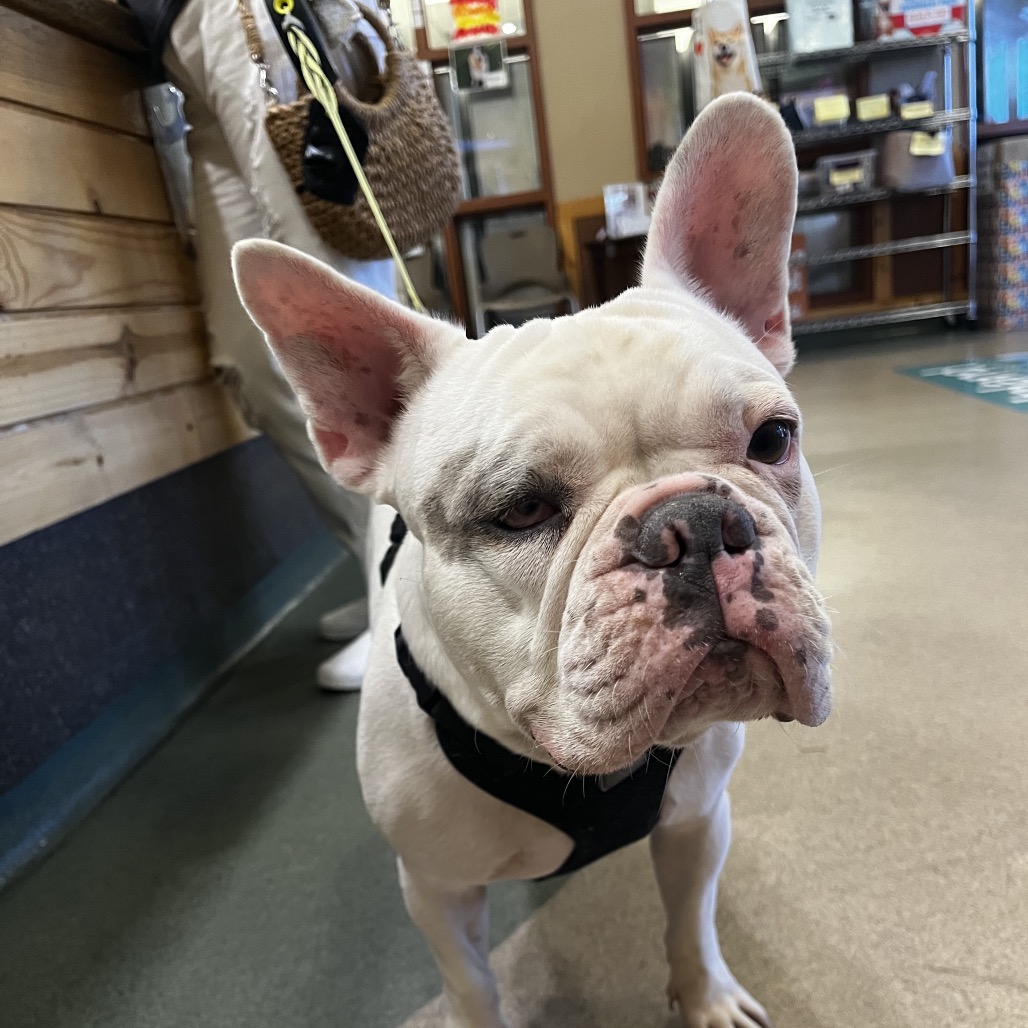 French Bulldog