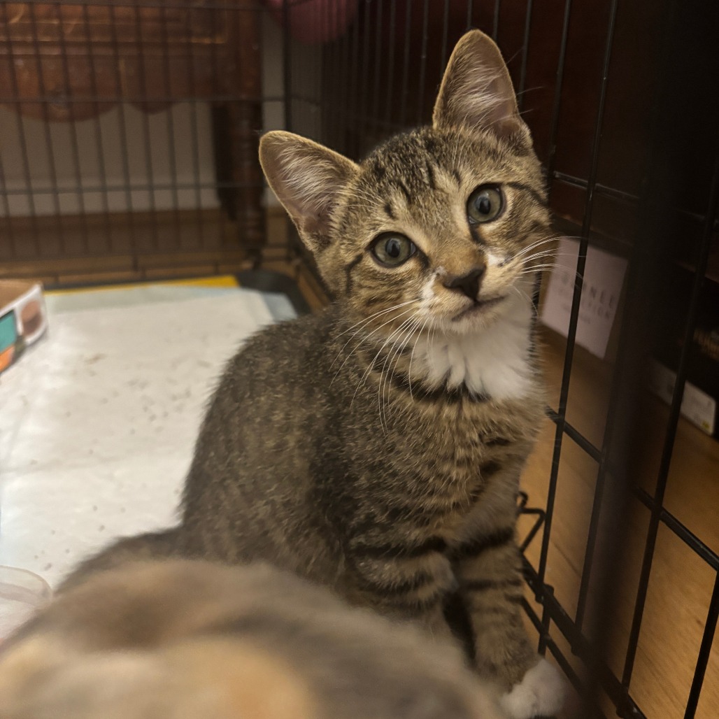 CHRISCROSS - Domestic Shorthair available for adoption