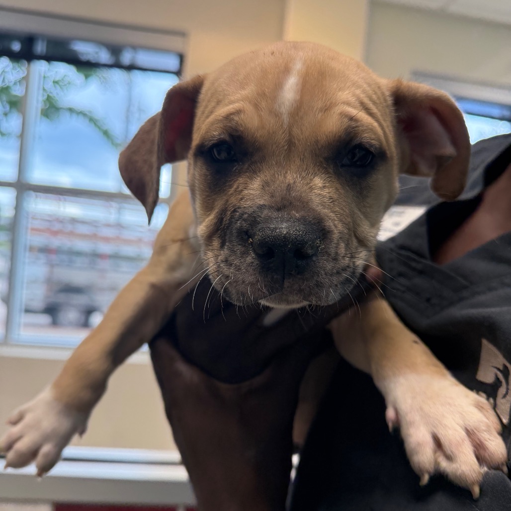 AGNUS - Terrier / American Pit Bull available for adoption