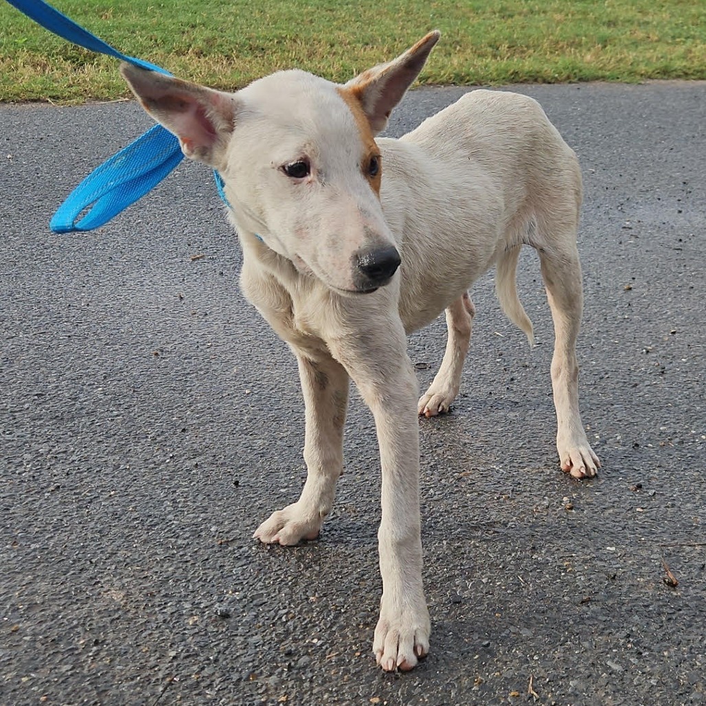 Applejack — thumbnail 9