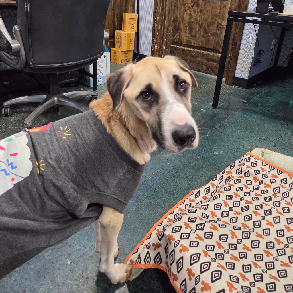 Flash — thumbnail 2