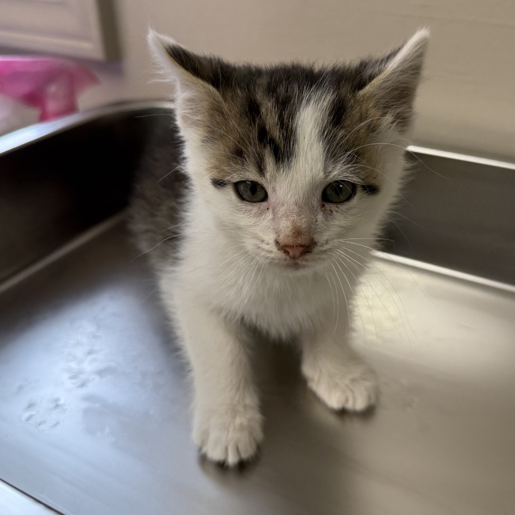 Tusc Stray 82214