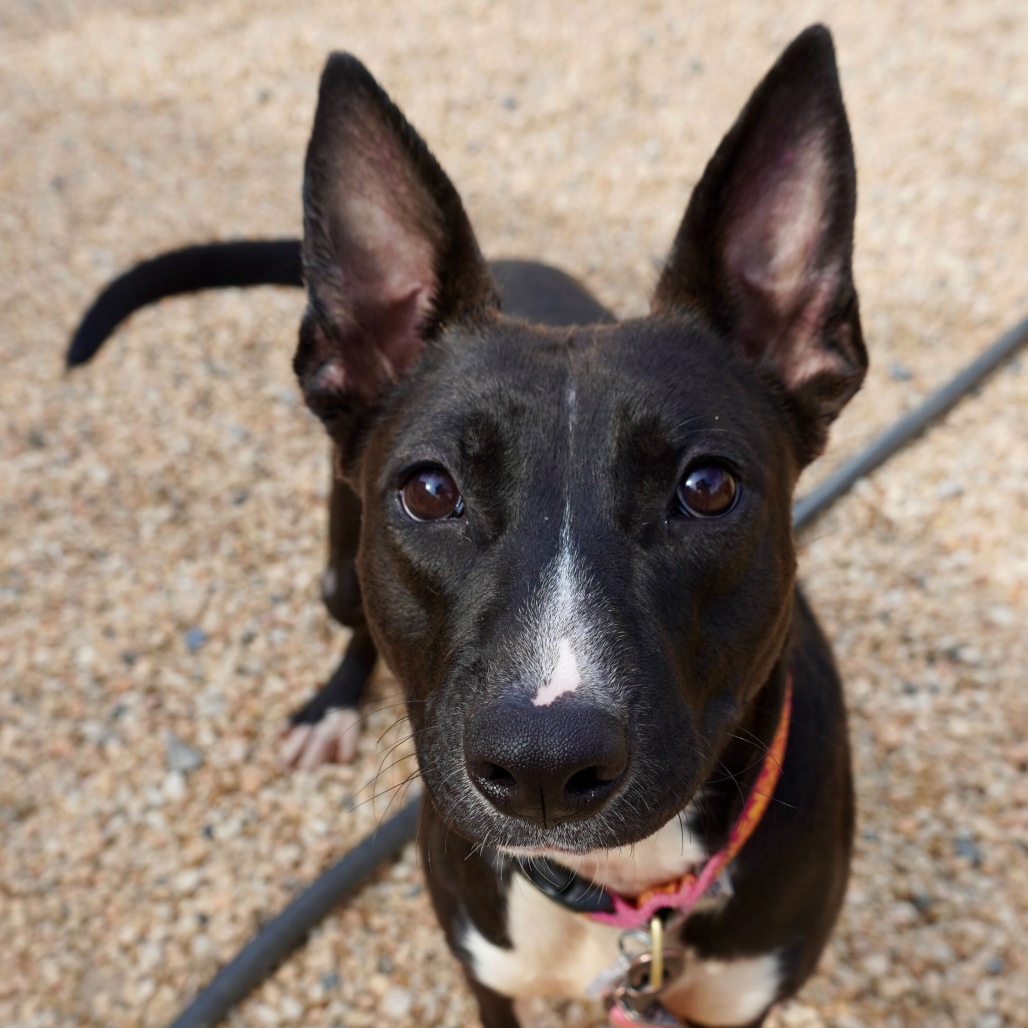 Coconut — thumbnail 5