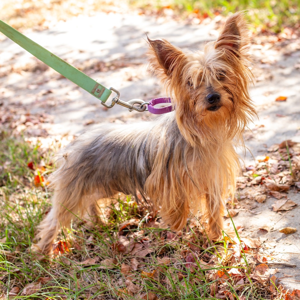 BENTLEY - Terrier, Yorkshire, Yorkie / Mix available for adoption