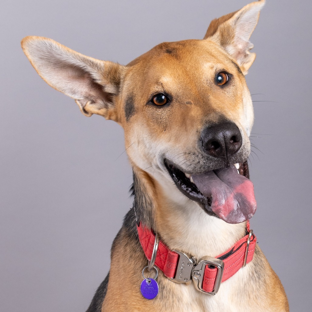 Stuart is available for adoption at Animal Friends Rescue Project