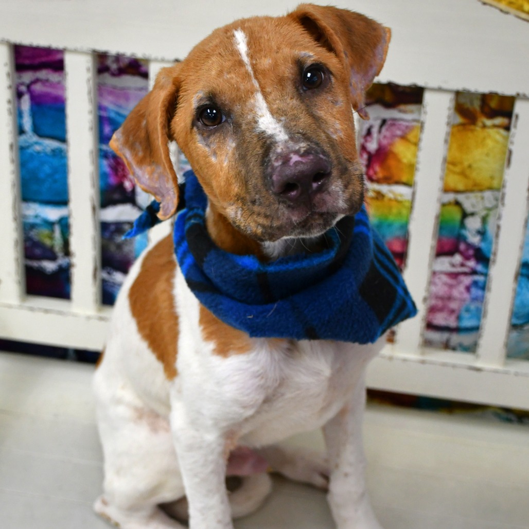 PRESTON - Hound / Mix available for adoption
