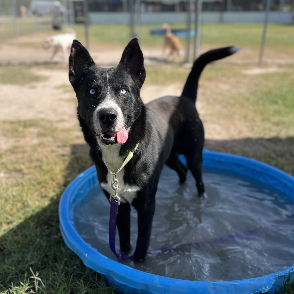 Photo of Emerson, available for adoption at PVAS