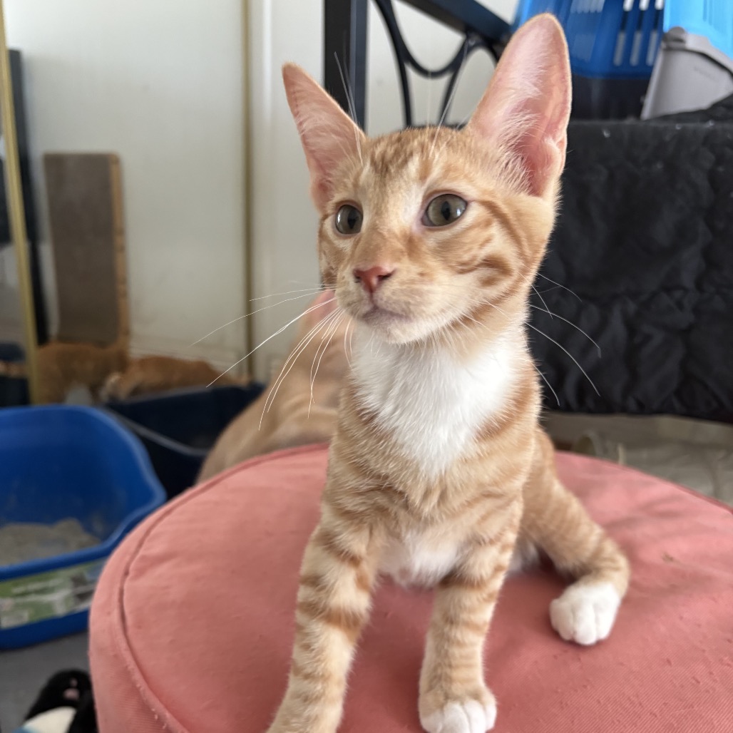Atlas *Bonded with Dakota* - Costa Mesa Location, photo 3