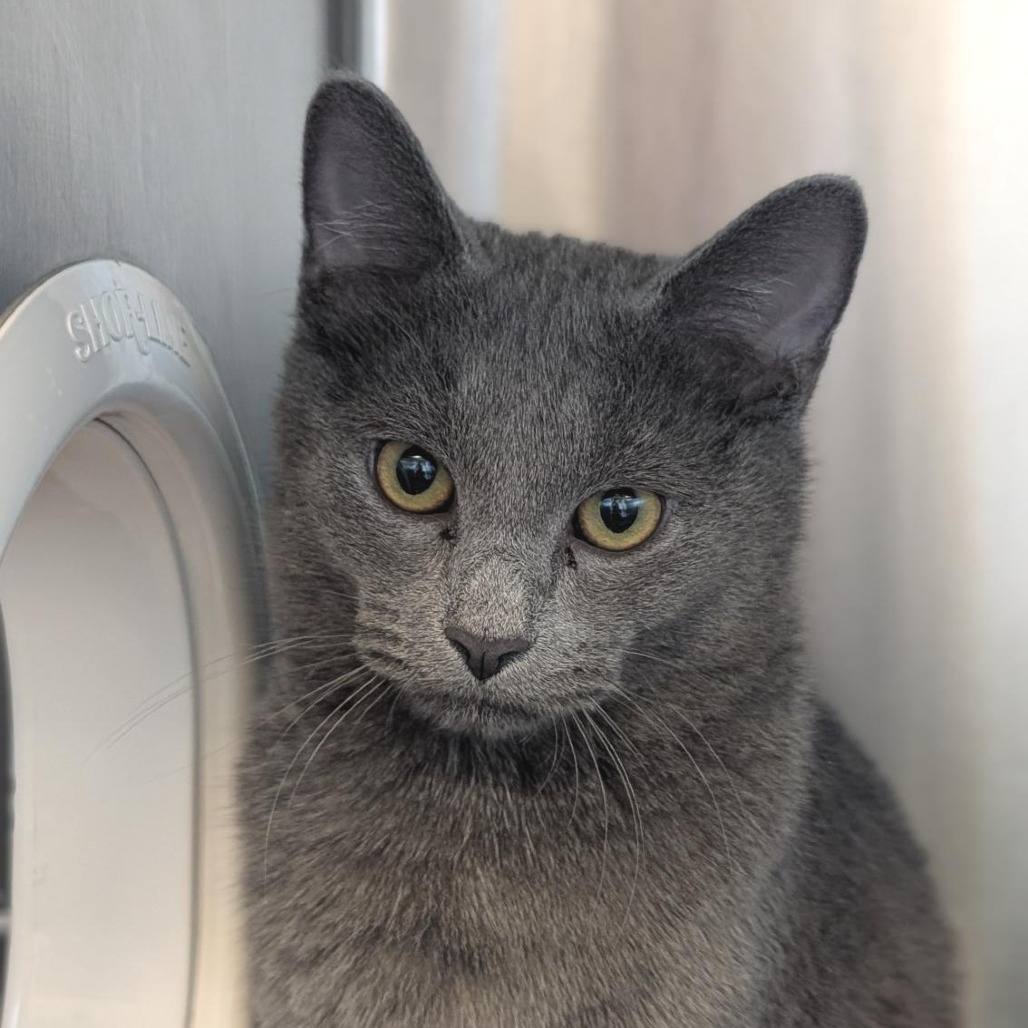 FIDDLE - Domestic Shorthair available for adoption