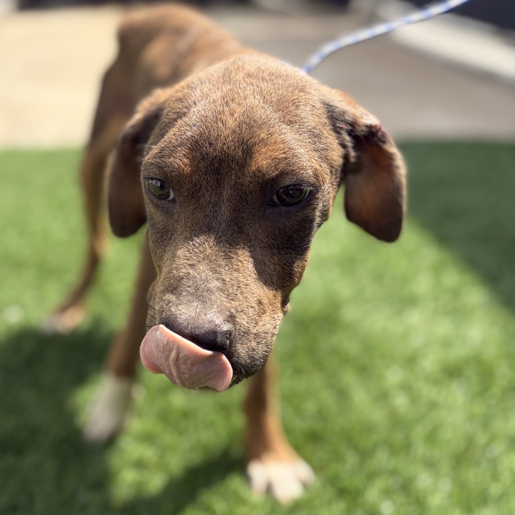 MIGHTY - Mixed Breed (Large) available for adoption