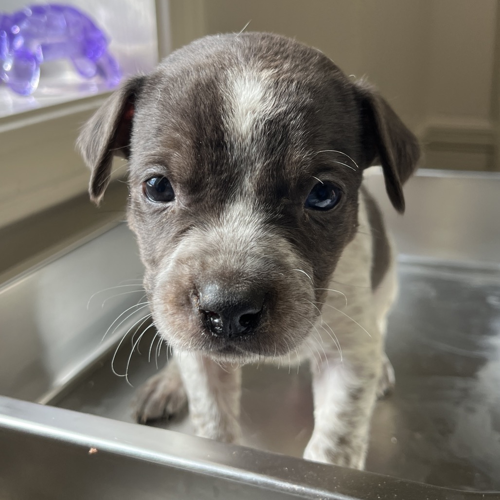  Photo of TUSC-Stray-82502