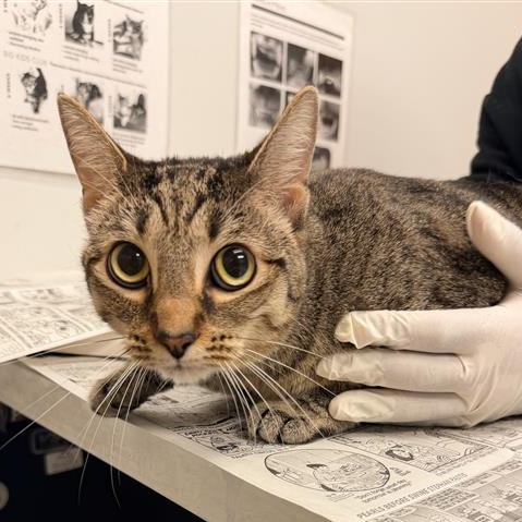 LILY - Domestic Shorthair available for adoption