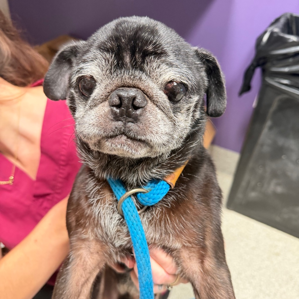 Pug