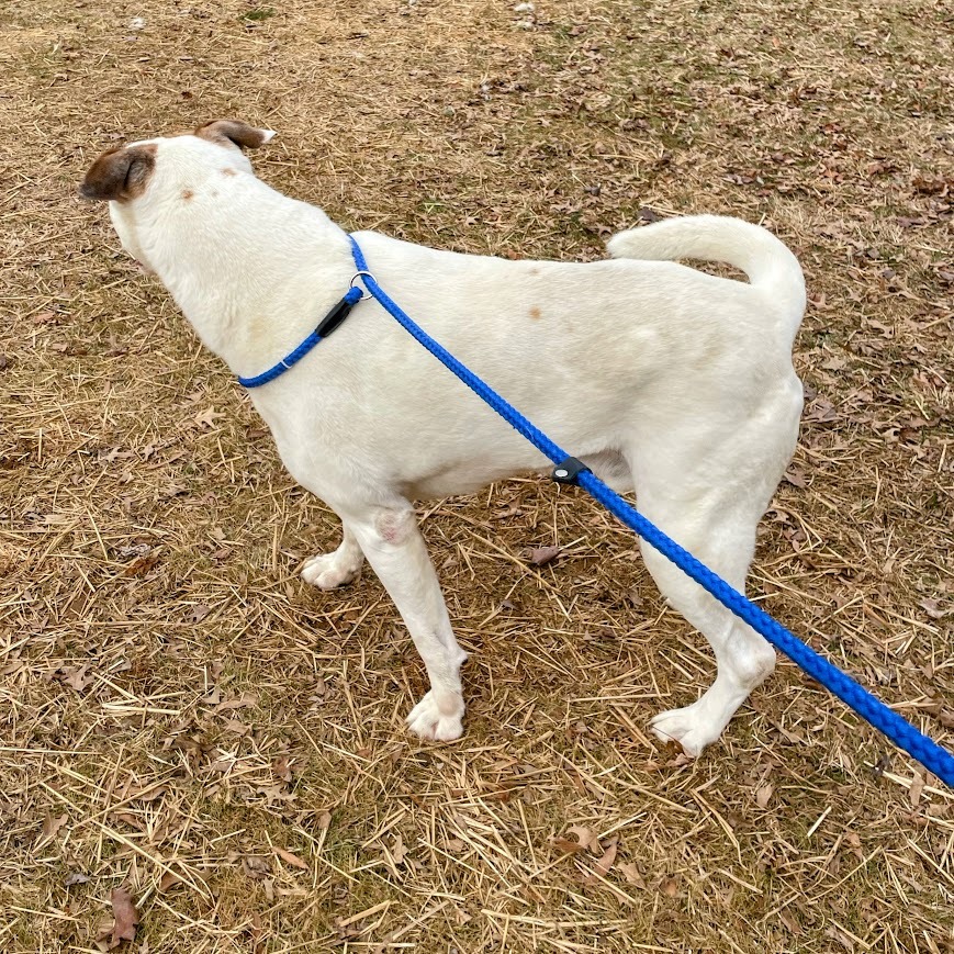 Popeye — thumbnail 4