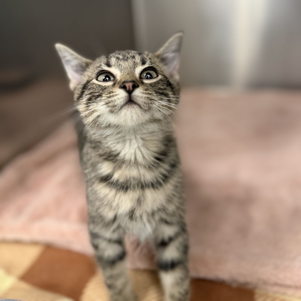 MARTIN - Domestic Shorthair available for adoption