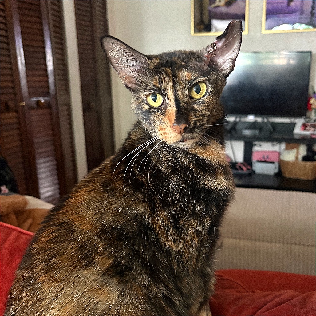 ELOISE - Domestic Shorthair available for adoption