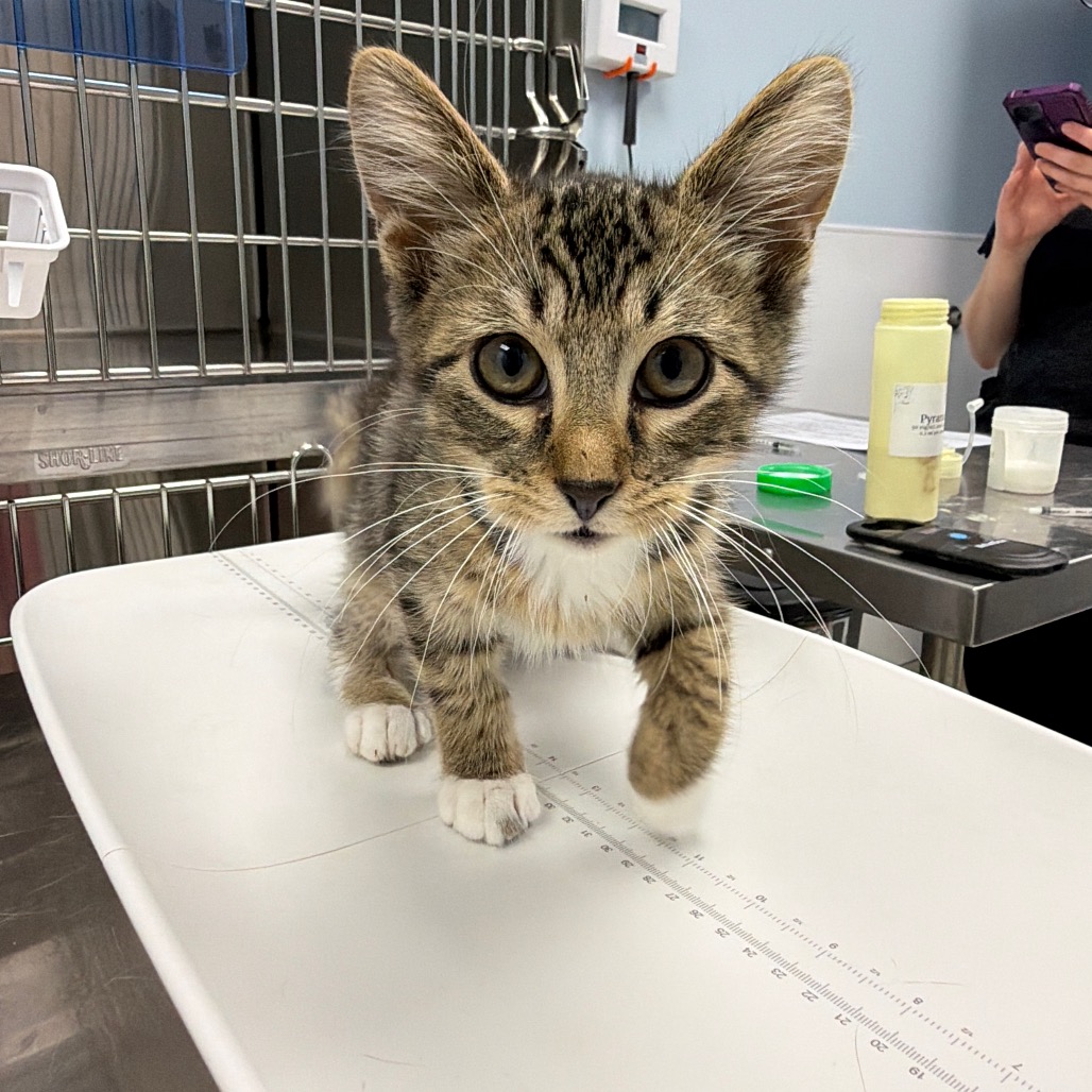 WOODPECKER - Domestic Shorthair available for adoption