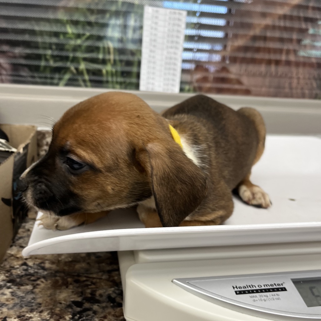 Primrose — thumbnail 2