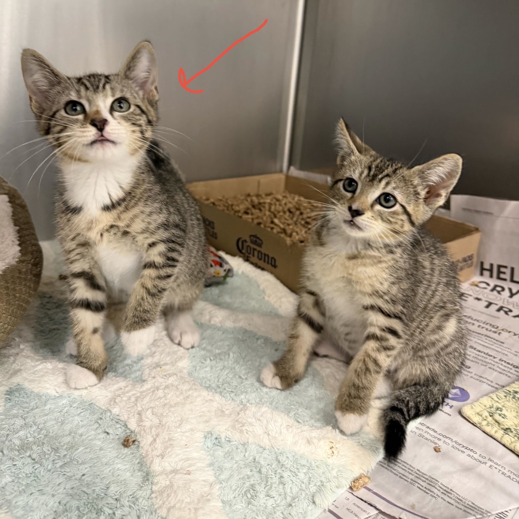 MILO (BONDED TO NINA) - Domestic Shorthair available for adoption