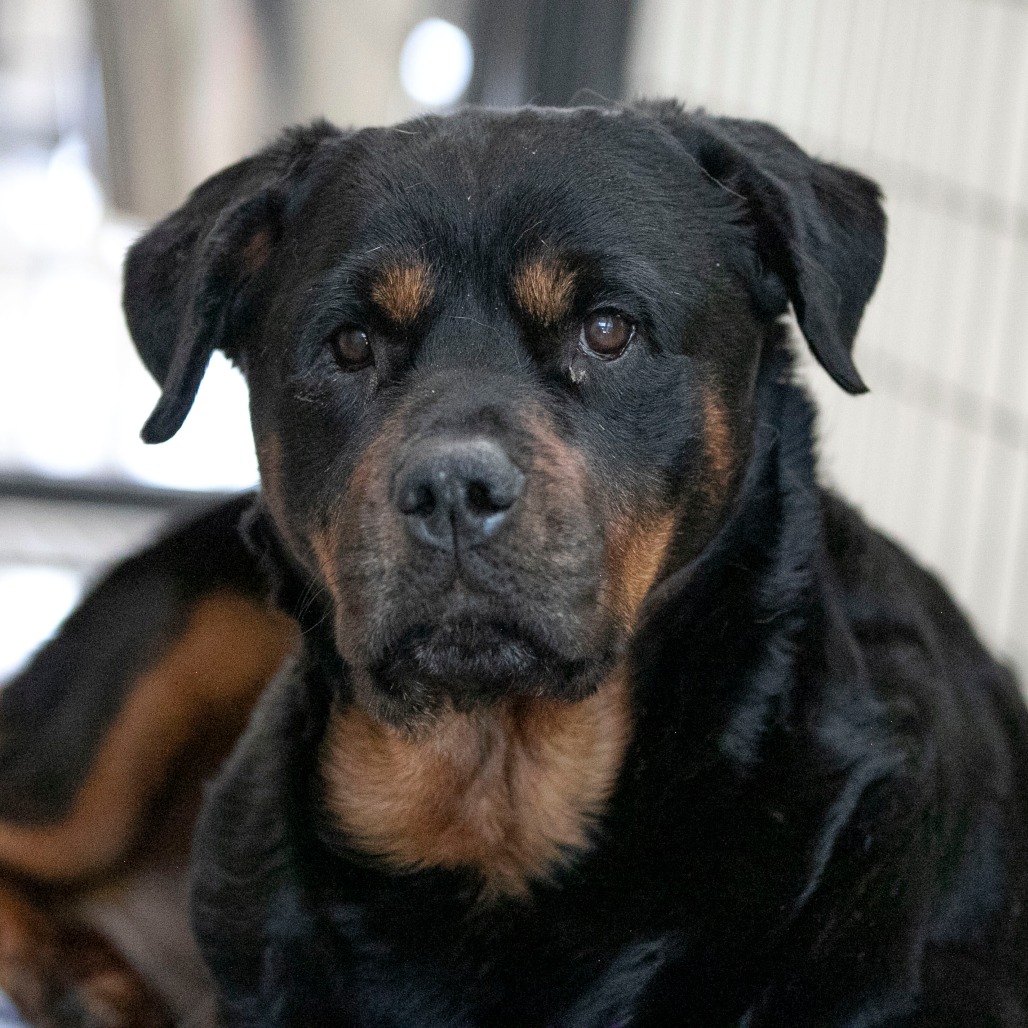 Layla (JN26-11), photo 9
